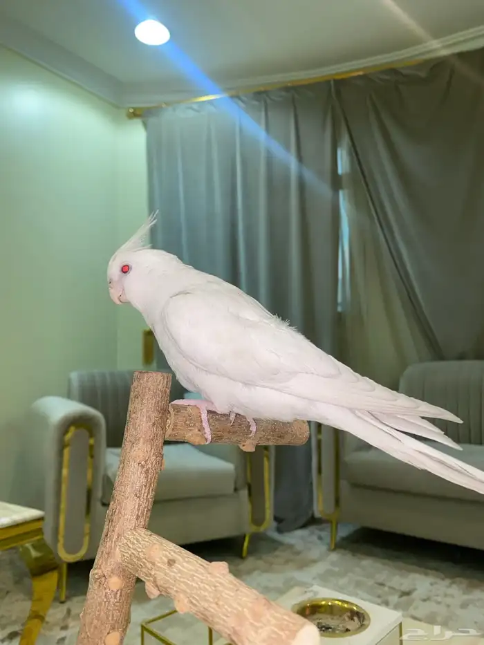 كروان اليف متكلم 4