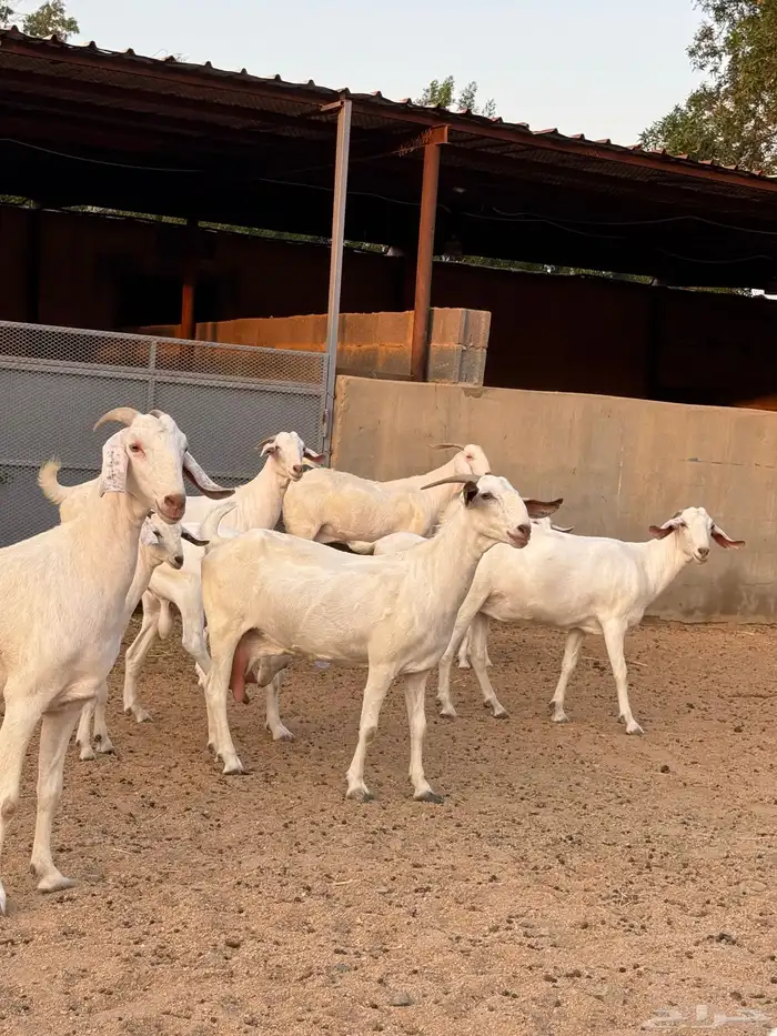 عنز برص فواخر جروم 16