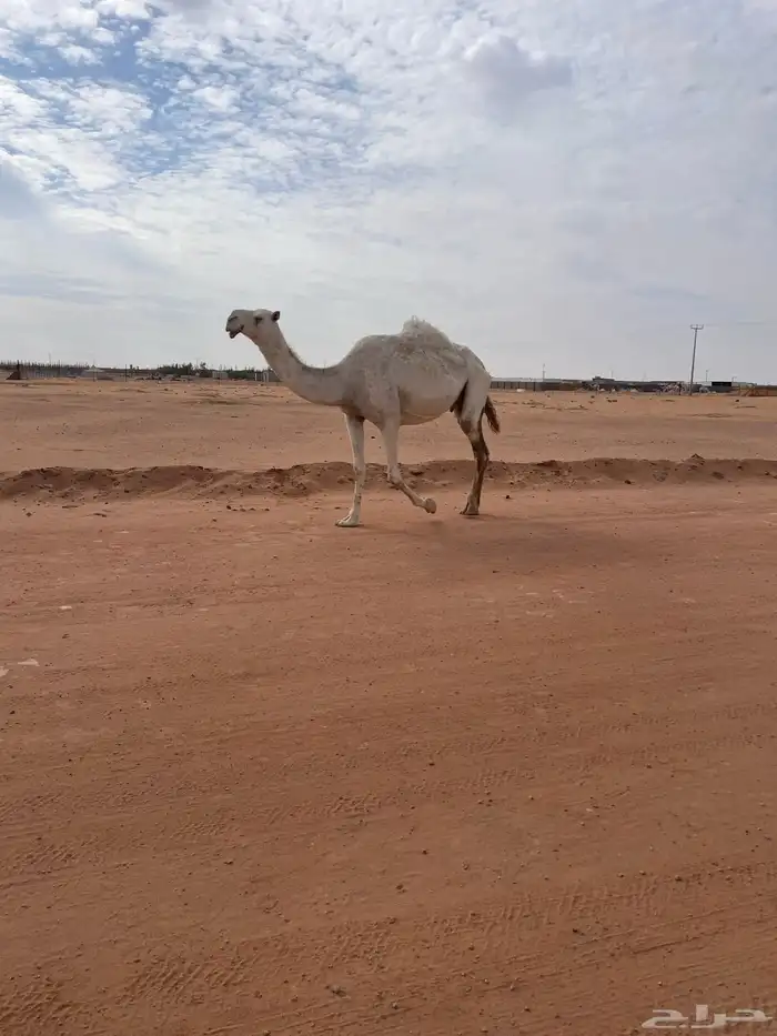 لقحات العدد ثنتين 1