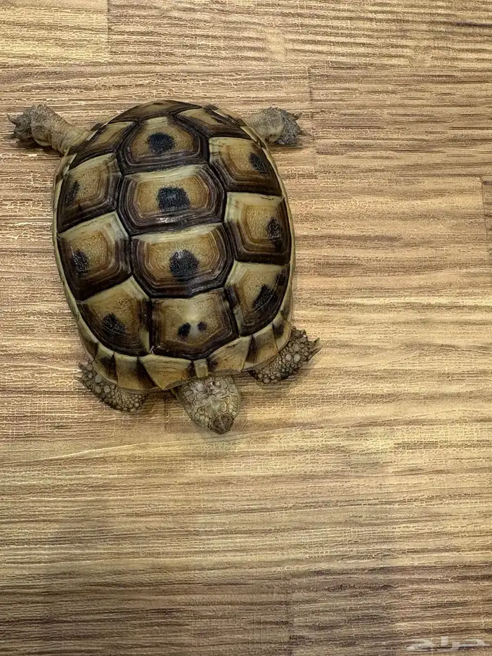 سلحفاة في الرياض حي قرطبة 2