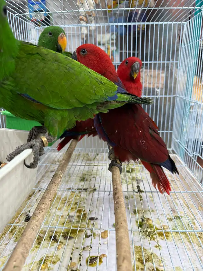 فروخ اكلكتوس 7