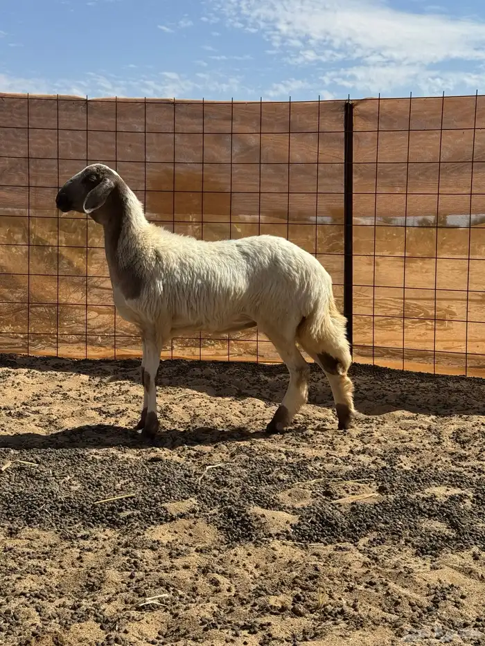 سواكن رخال 1