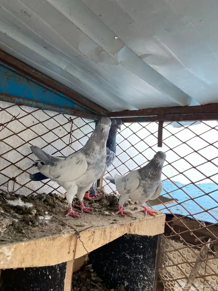 حمام باكستاني 2