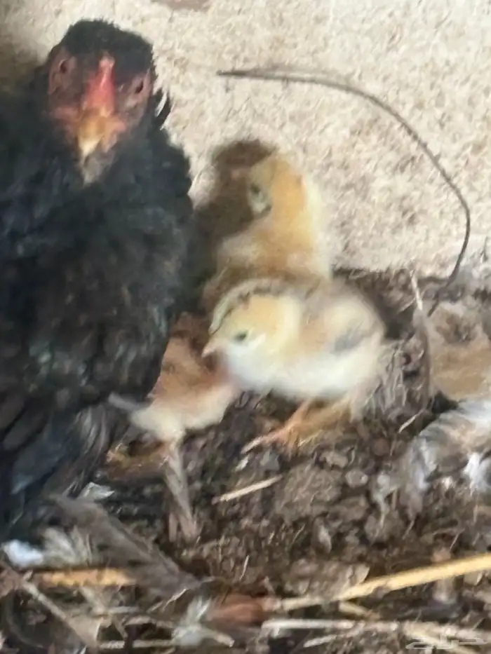 دجاج باكستاني 2