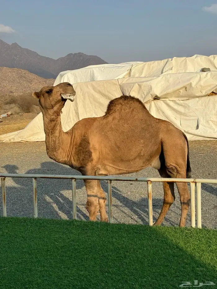 بعير احمر بقمار انتاجه حمر شرط 2