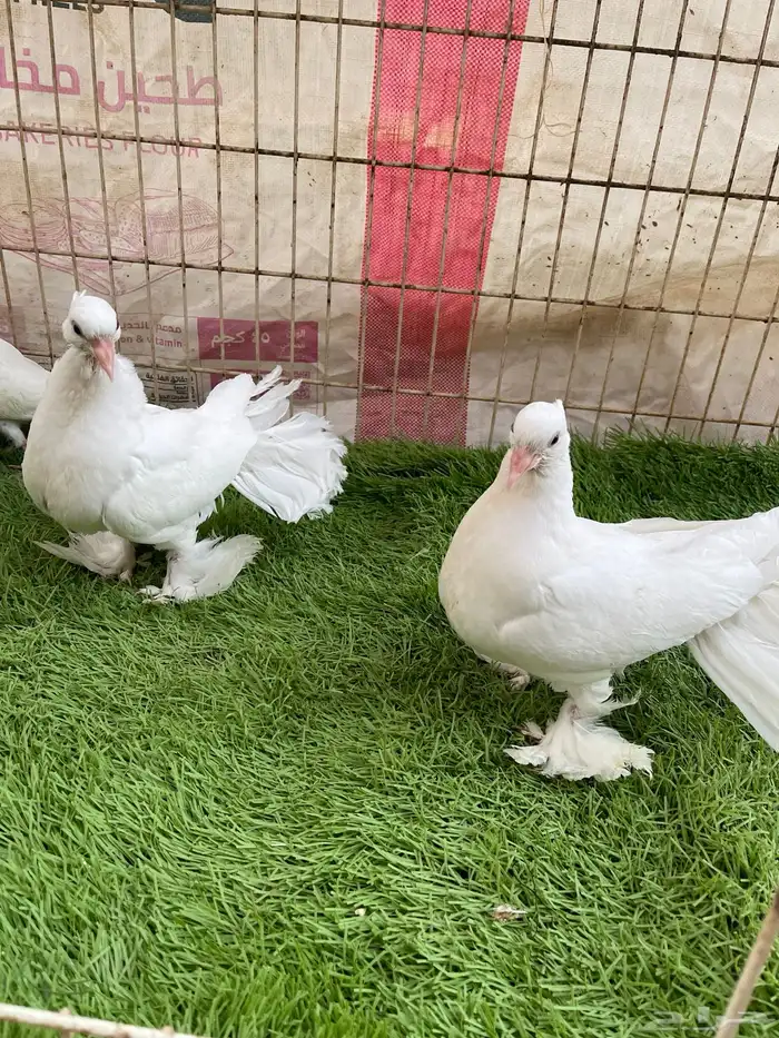 حمام مشكل و في غيره ازواج و فرايد 11