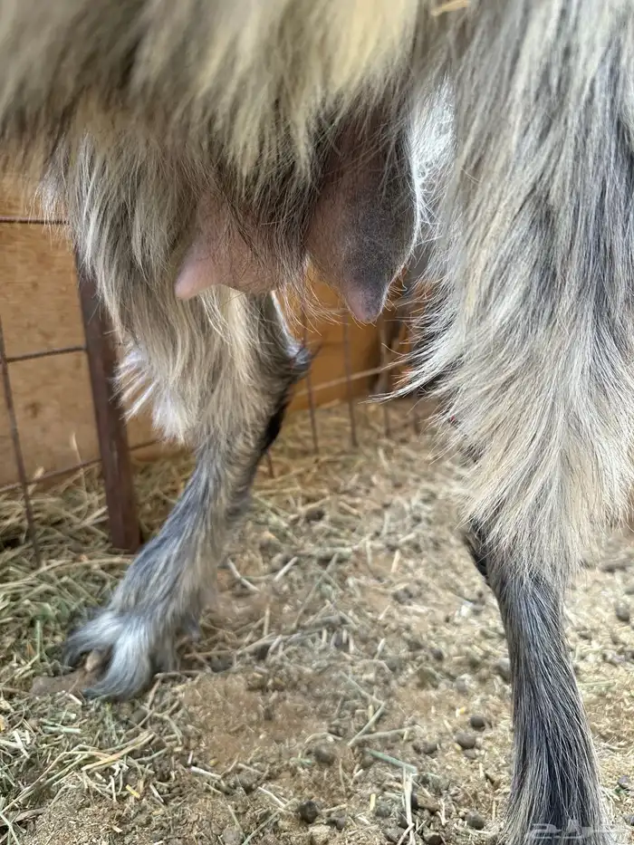 عنز مشروكه خلفه طيبه حدرها جفره 6