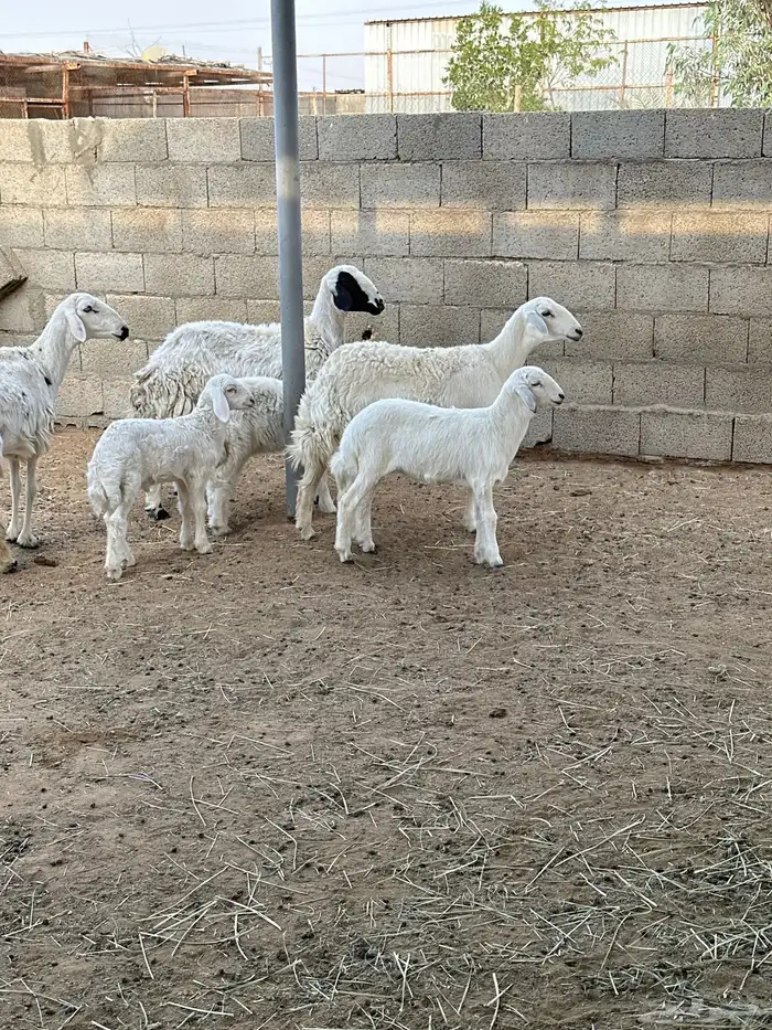 حريات متابيع 3. تحته 3. صغار سن 0