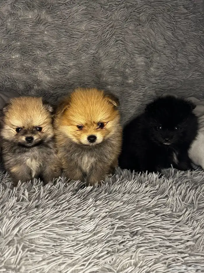Male   Female Pomeranian Puppy 3