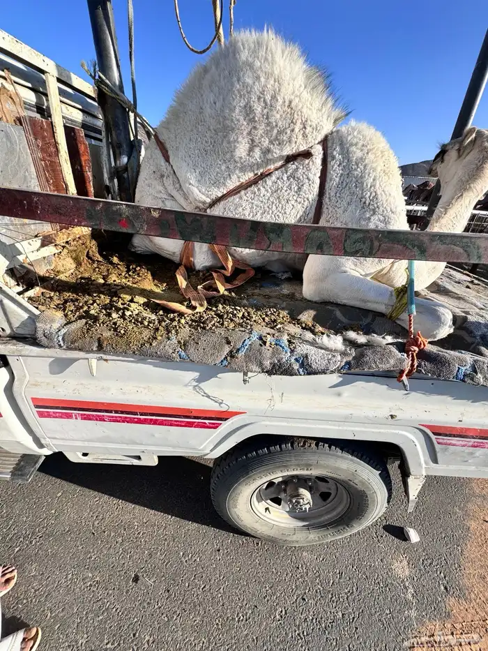 بكره كفو من تحت امه 1