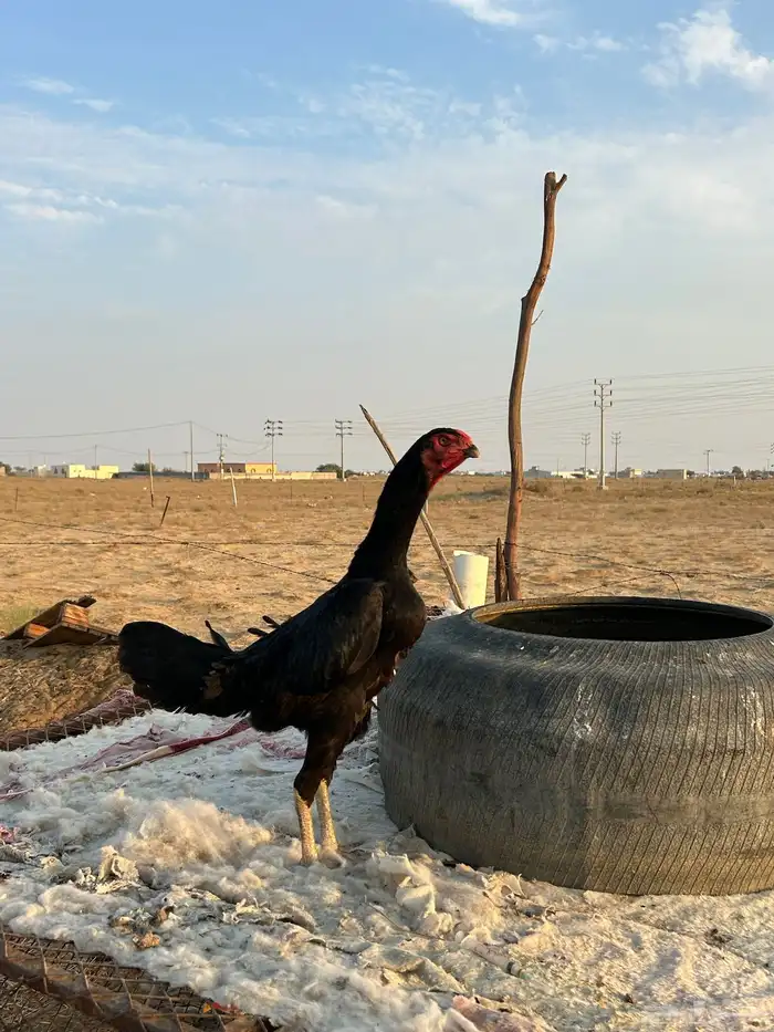دجاجة الماني 0