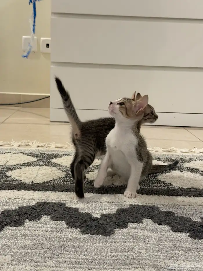 قطط للتبني بلدي لعوبيين 13