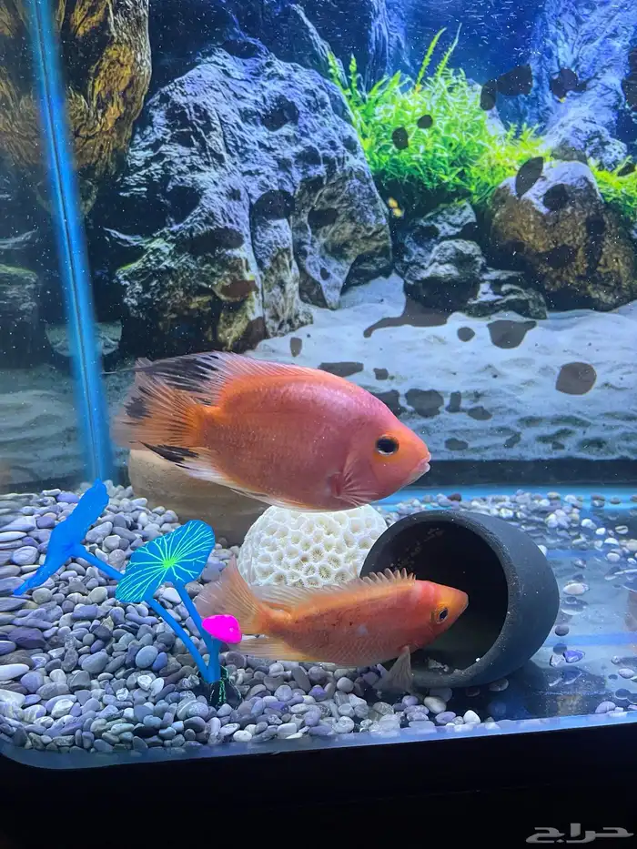 زوج سمكة الببغاء متوافق وأحجام مناسبة واشكال جميلة 1