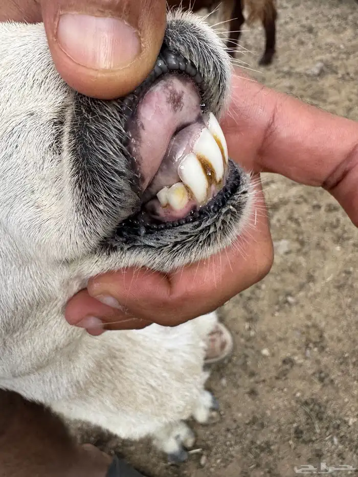 شاه رباع خلفه 4