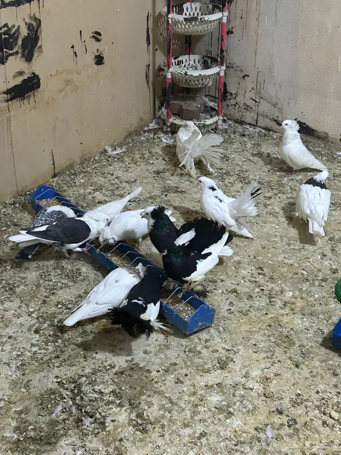 محمية طيور للبيع حمام كروان منتج 4