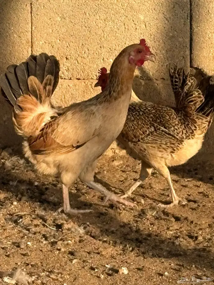 دجاج بلدي بياض عمر صغير 5