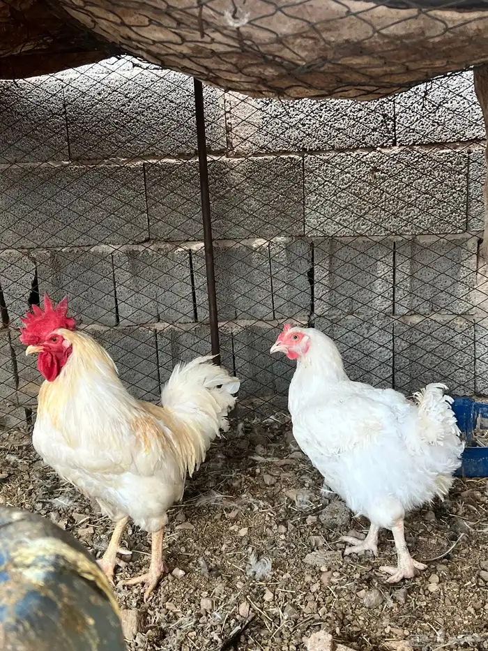 للبيع طقم ديك دجاج ابيض جروم سوبر من طيب 1