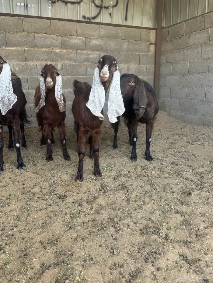 معزا منوه القاني كفوو 0