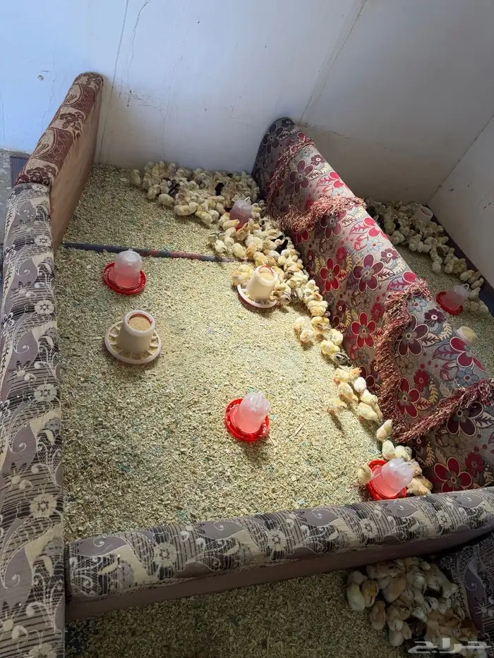 صوص العمر من 4 ل 5 4