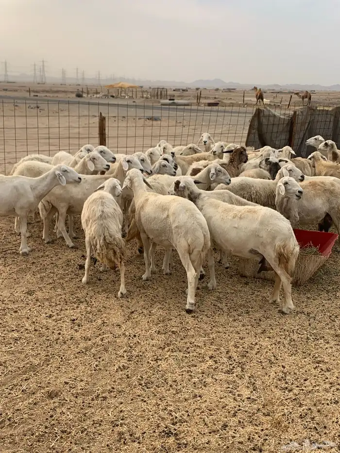 للبيع غنم حريات دفيع 4