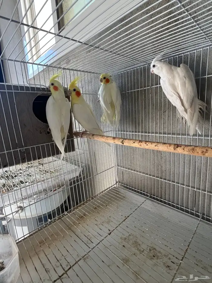 2 زوج كروان شامل قفصه 3