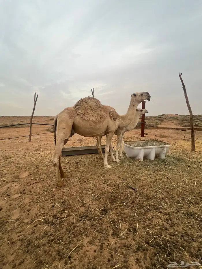 عشرا شقحاء شرط الهدوه والحليب وعشرا صفرا 3