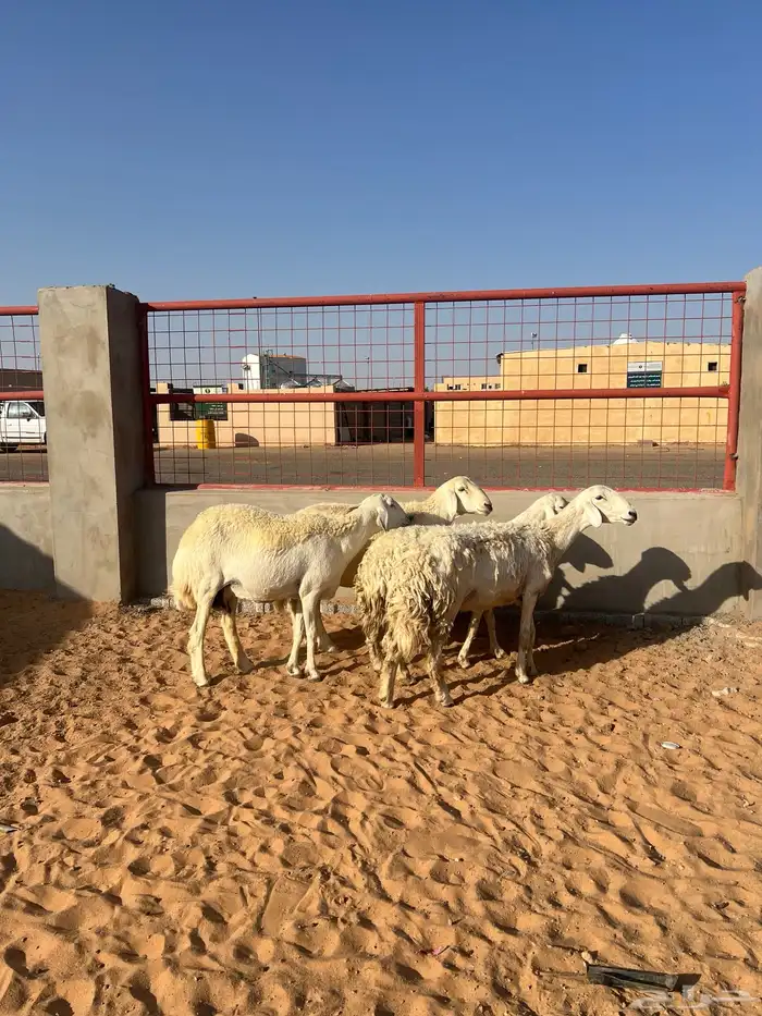 حريات مضاريع شرط عدا واحده 1