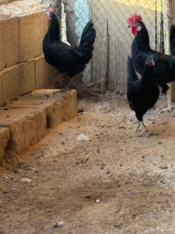 دجاج بلدي بياض عمر صغير 11