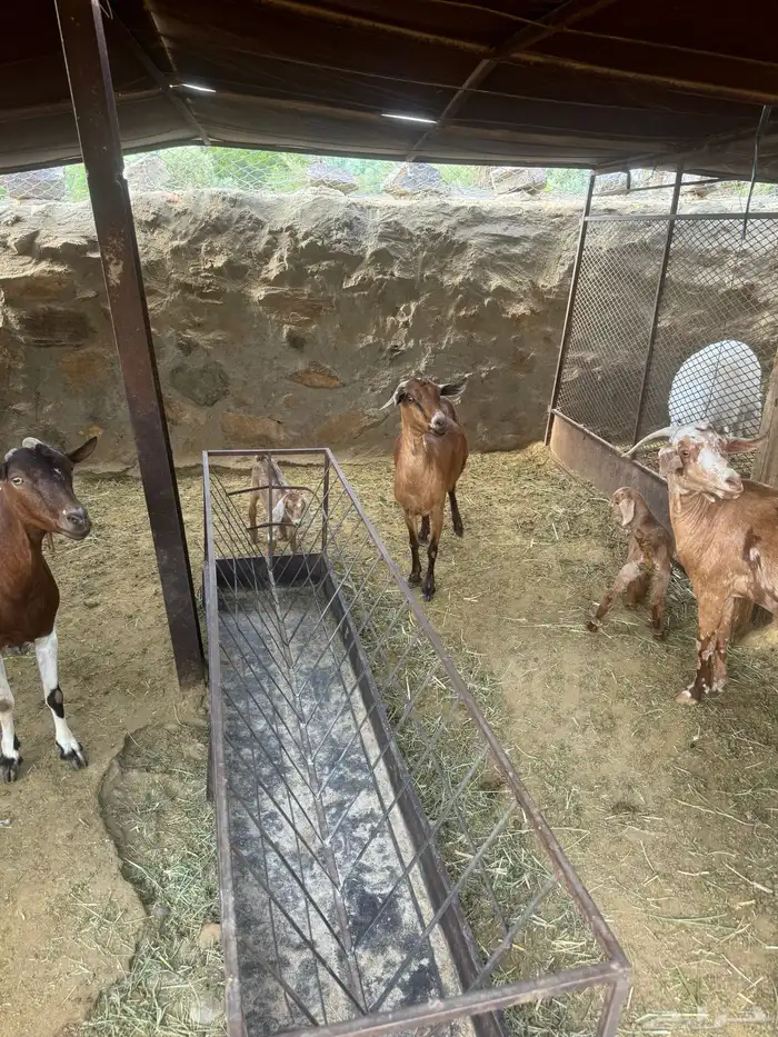 11ماعز 7عليها 8واربع وحده حليب وثلاث دفيع 3