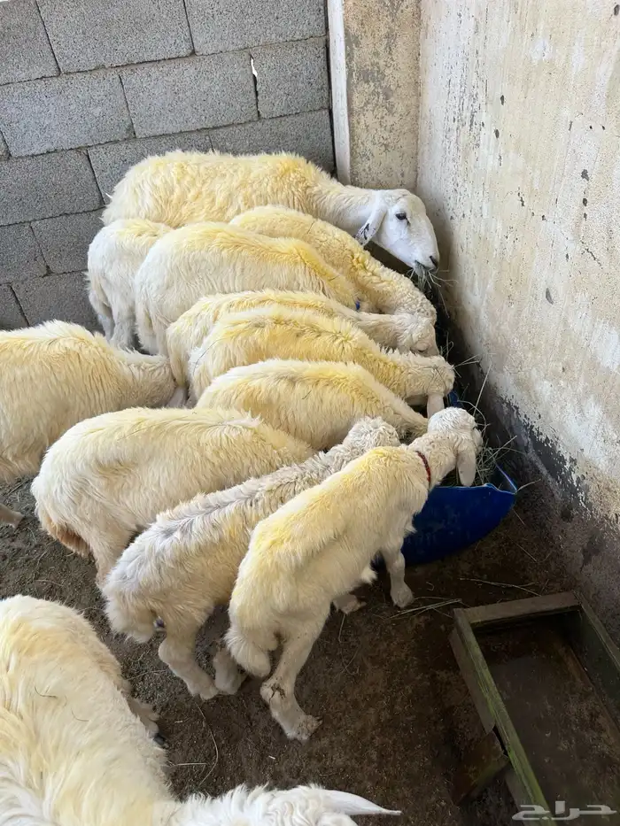 ذبايح حري وسواكني 2