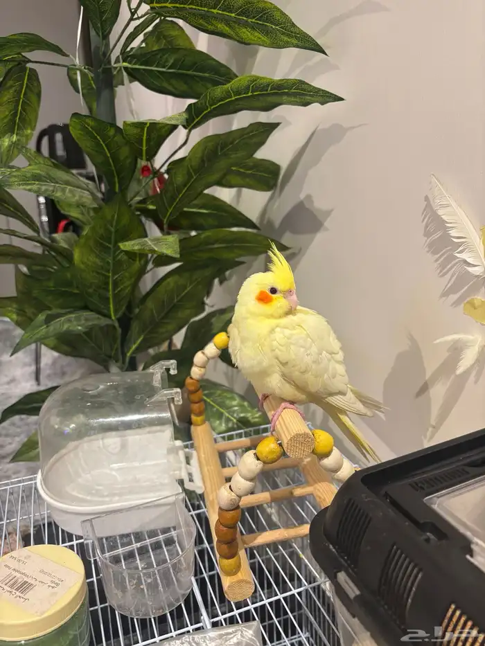 فرخ كروان كوكتيل لاتينو 0