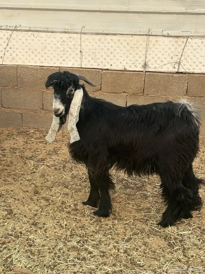 تيس عارضي رباع وتيس ابو 8 شهور 4