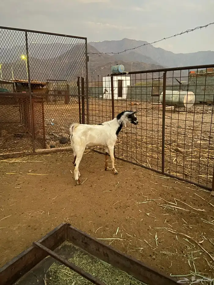 تيس ذبيحه مخصي للبيع الحجره 2