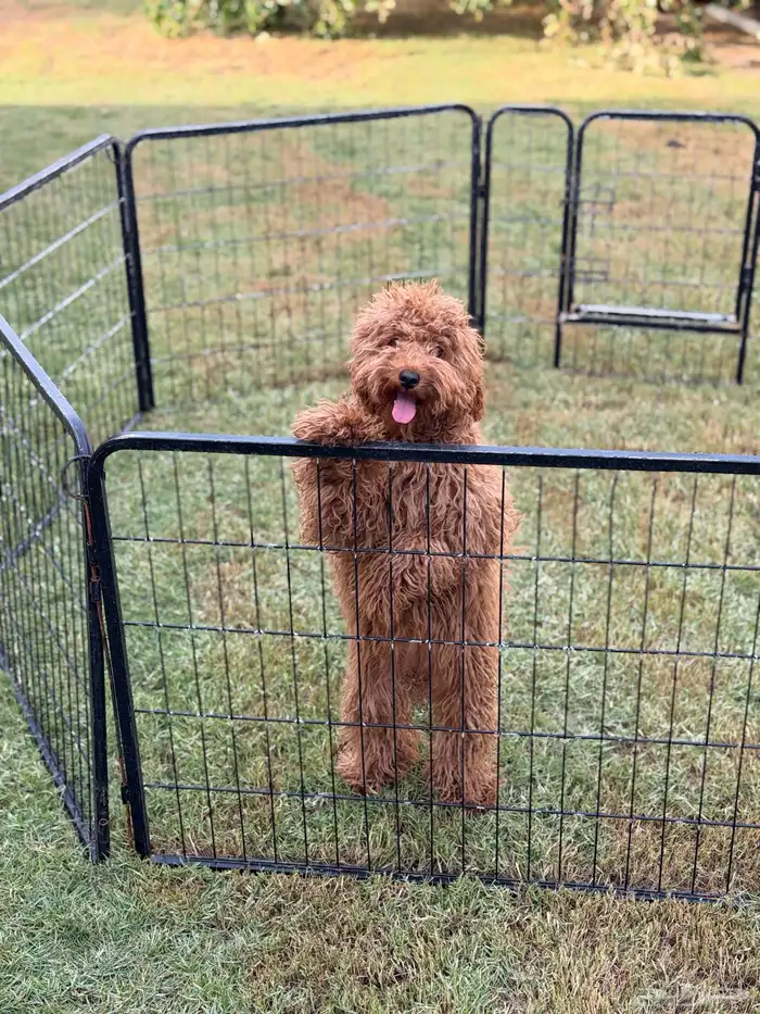 انثى توي بودل 7