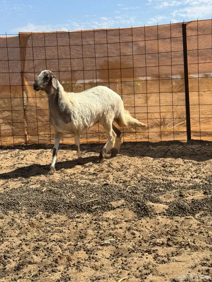 سواكن رخال 3