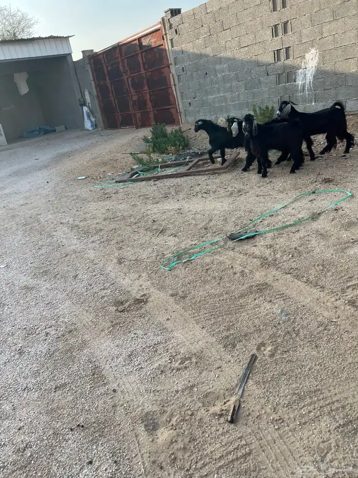 تيوس عوارض فل شحم ولحم 1