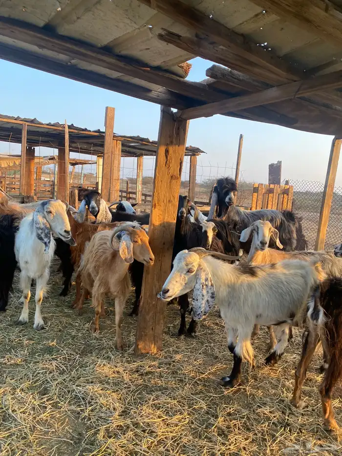 للبيع معزا عوارض وحريات بالفحل دفيع ومضاريع 14