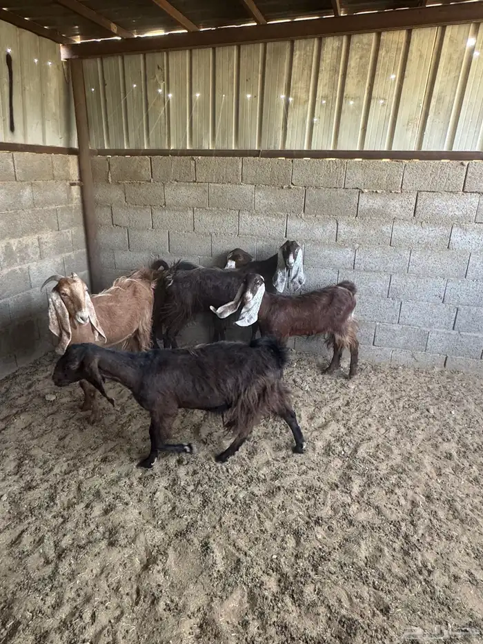 معزا منوه القاني كفوو 8