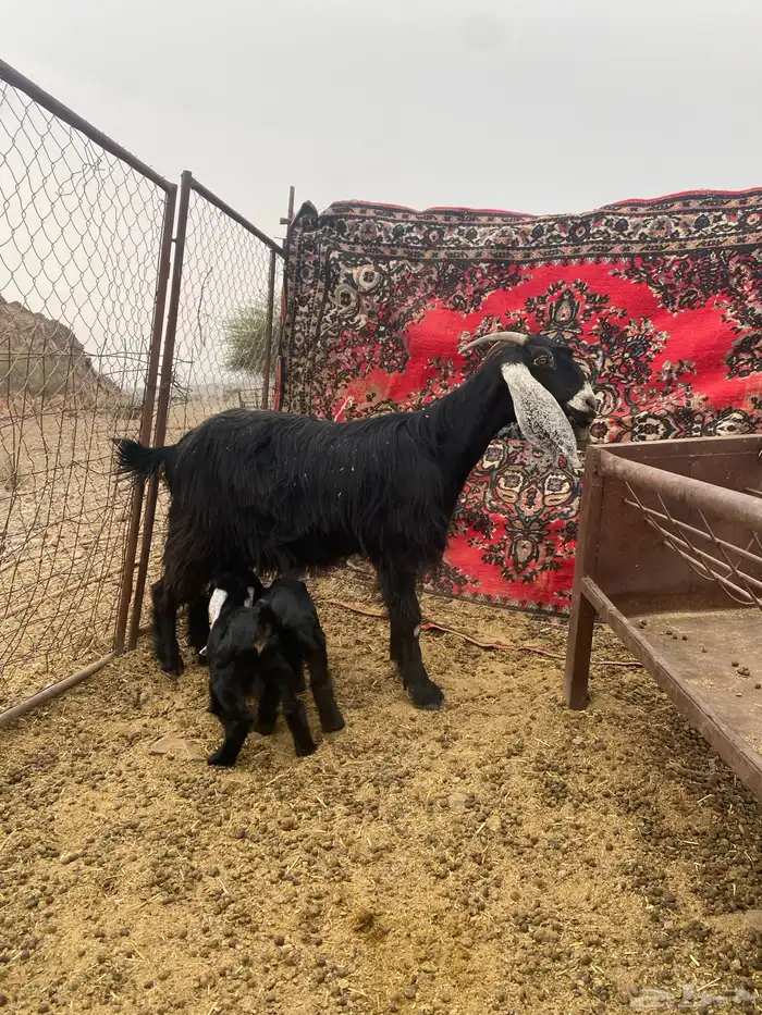 عنز معها توام 0