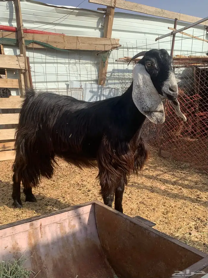 جفرة عارضية ثنية دافع 6