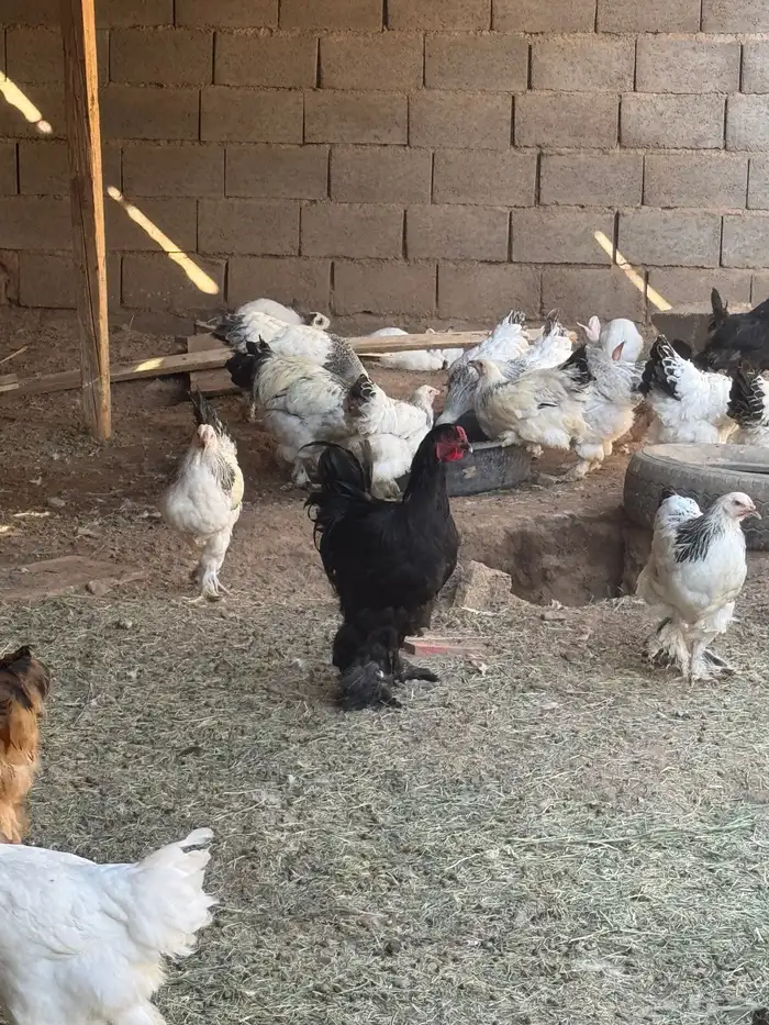 دجاج برهما كولمبي والأسود الصك خوارج سلالة كونك مستوىTOP 7