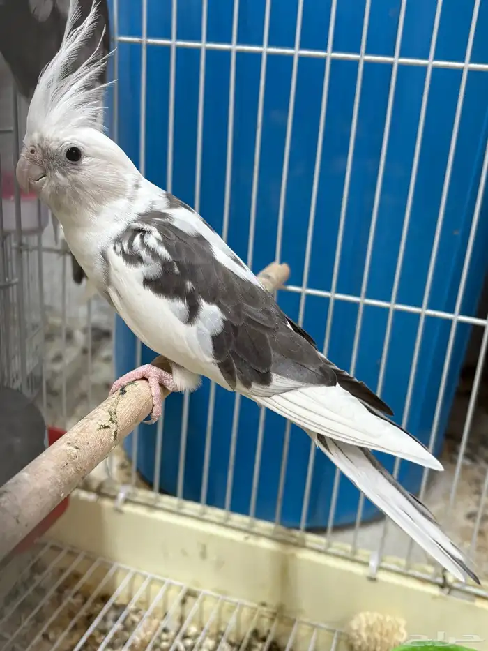 ذكر كروان بايد 0