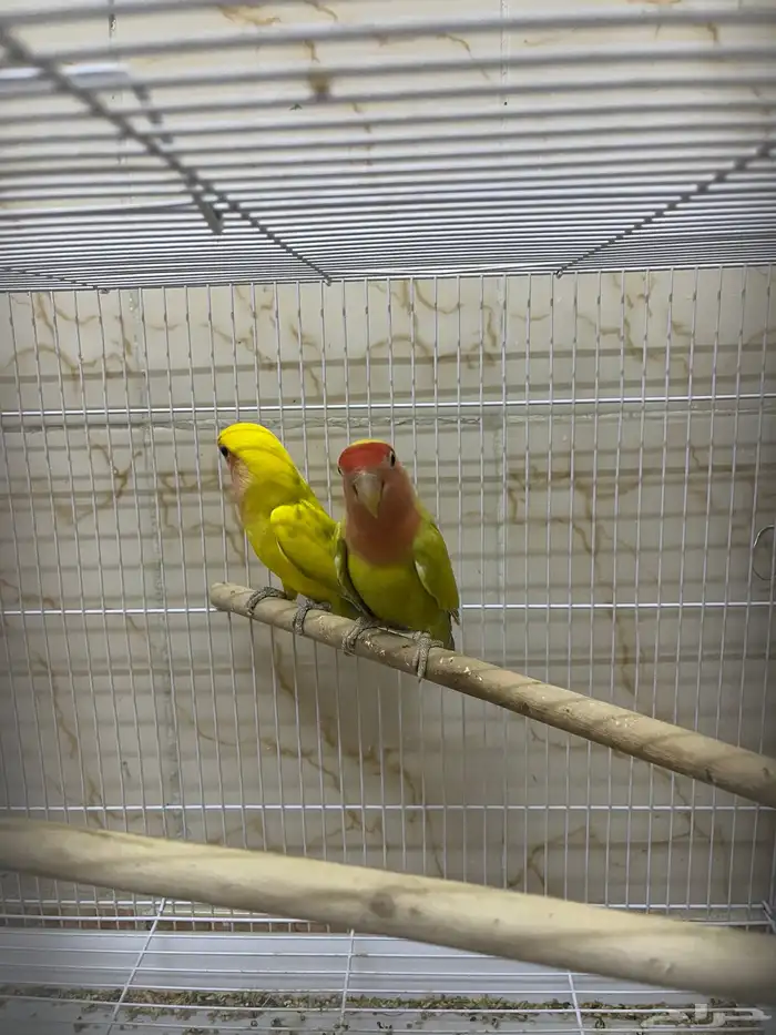 جوز روز منتج لون مميز 1