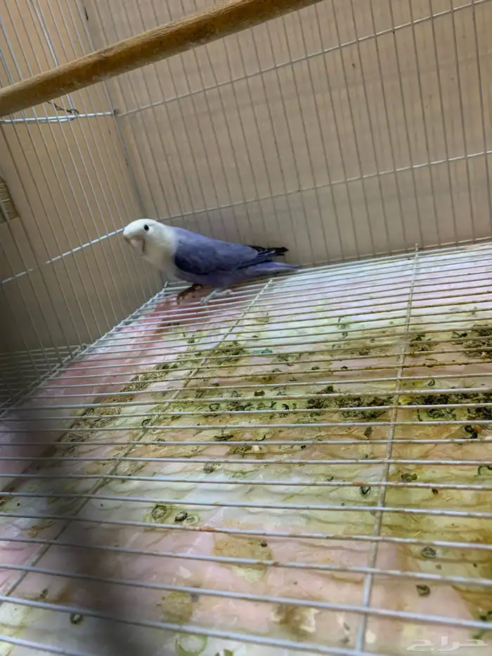 ذكر روز منتج شرط 0