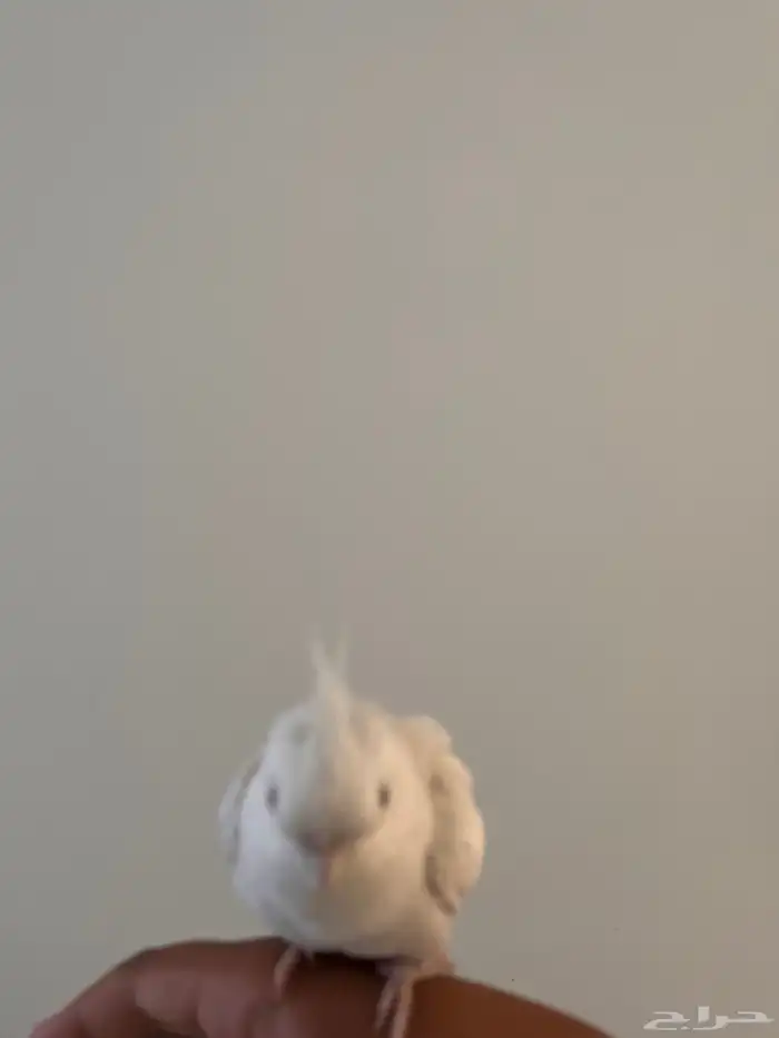 ببغاء كروان غير أليف 0