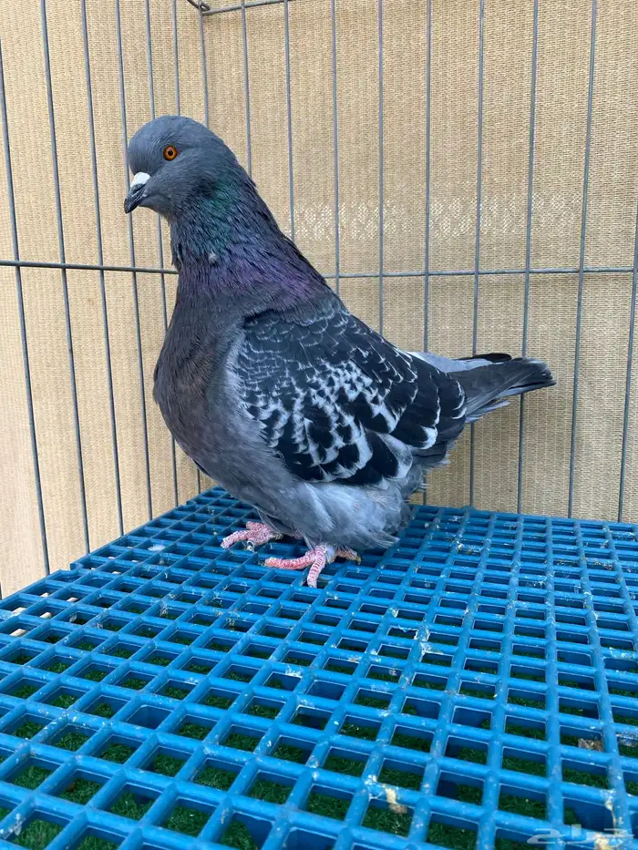 الفرش و الكنق 4