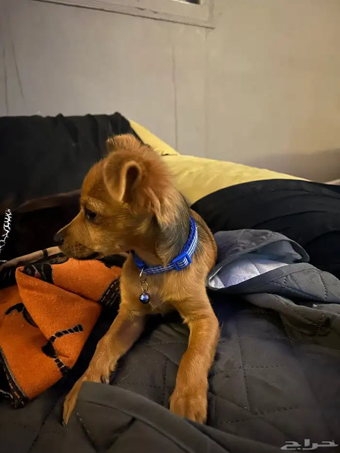 كلاب شيواوا للتبني ( برسوم ) 0