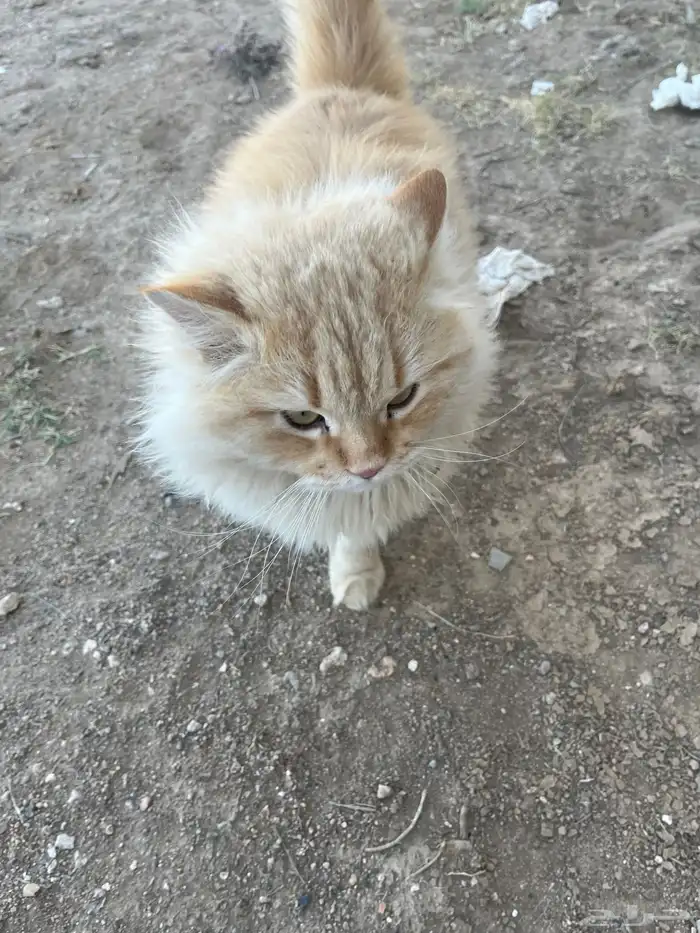 للبيع قطط شيرازيه 2