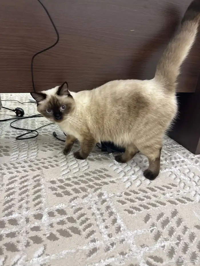 قط لتبني   نوع سيامي هملاي 2