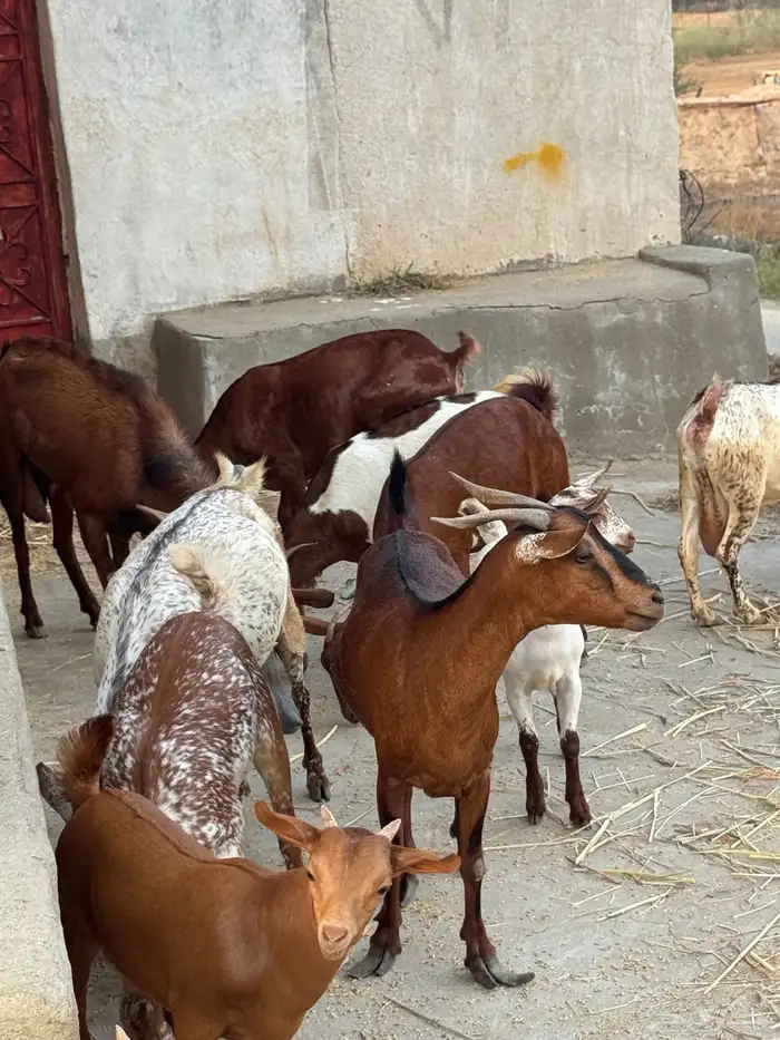 معزا مناتيج 4